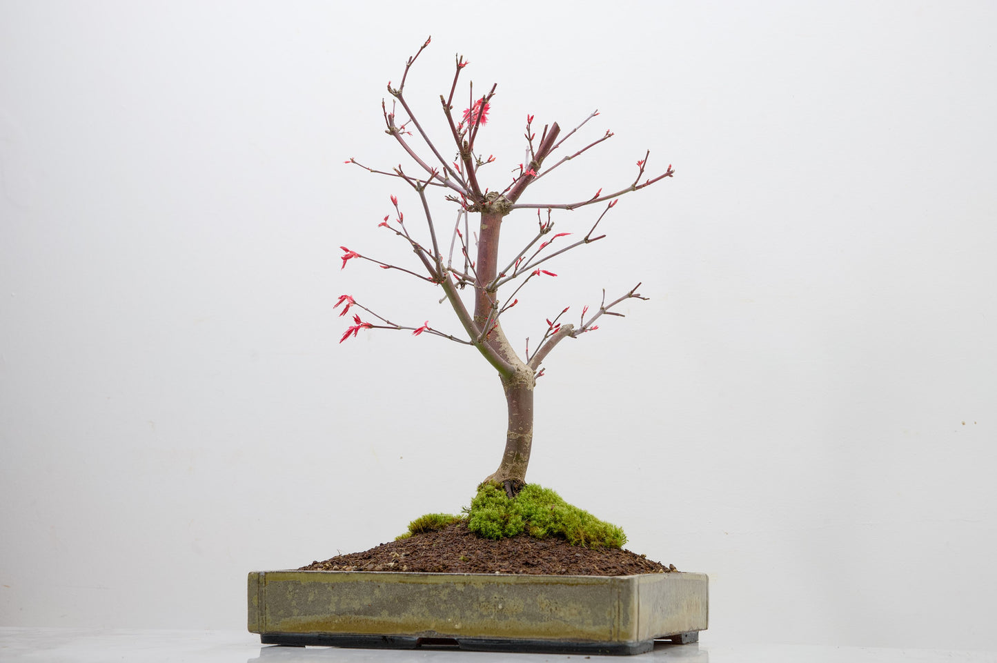 Deshojo Japanese Maple Bonsai+ Care Kit