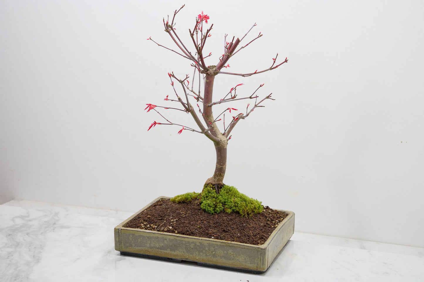 Deshojo Japanese Maple Bonsai+ Care Kit