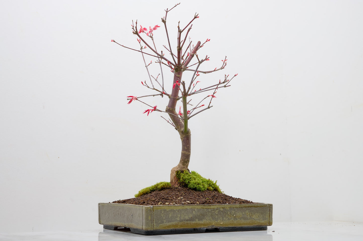 Deshojo Japanese Maple Bonsai+ Care Kit
