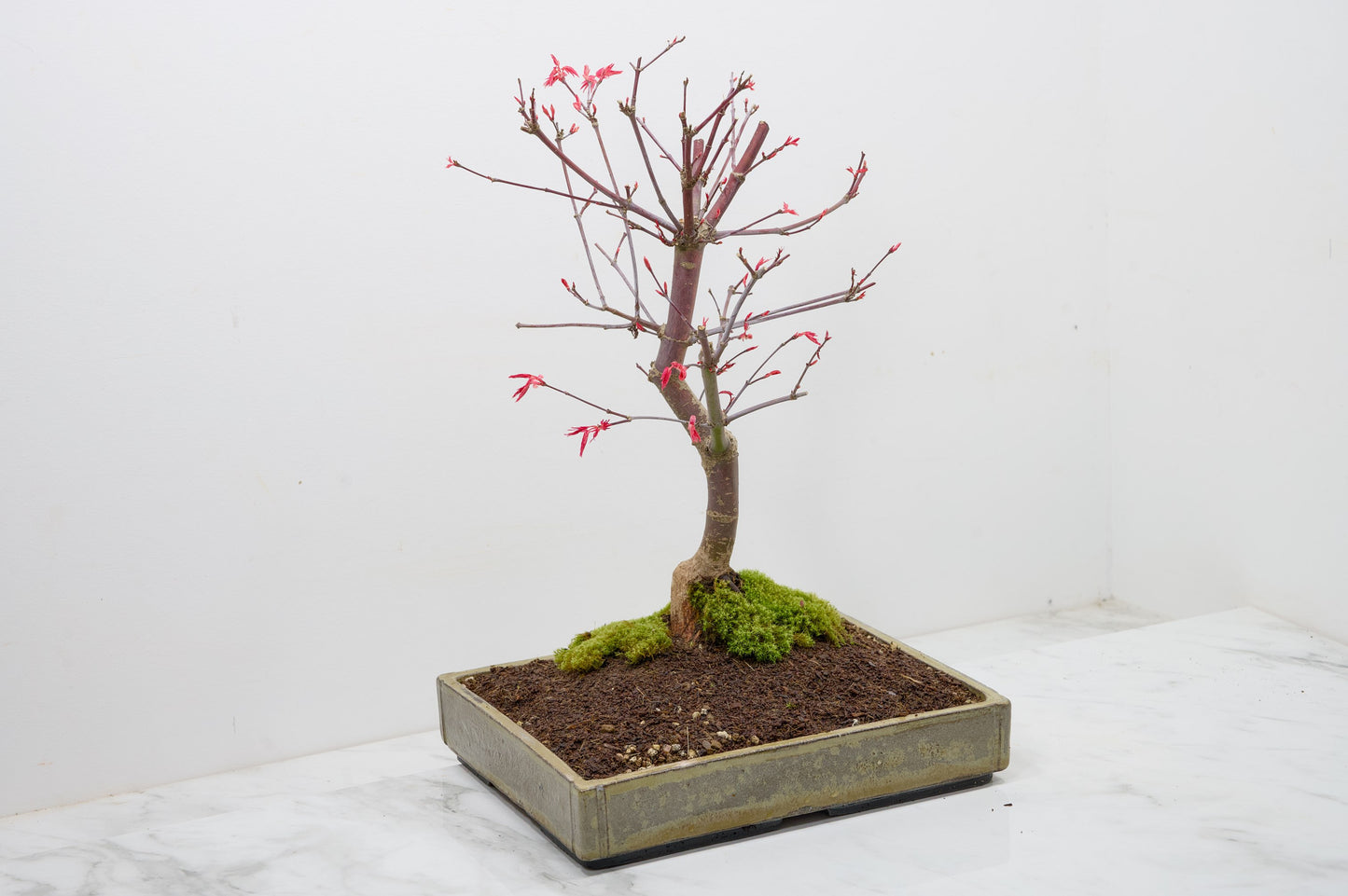 Deshojo Japanese Maple Bonsai+ Care Kit
