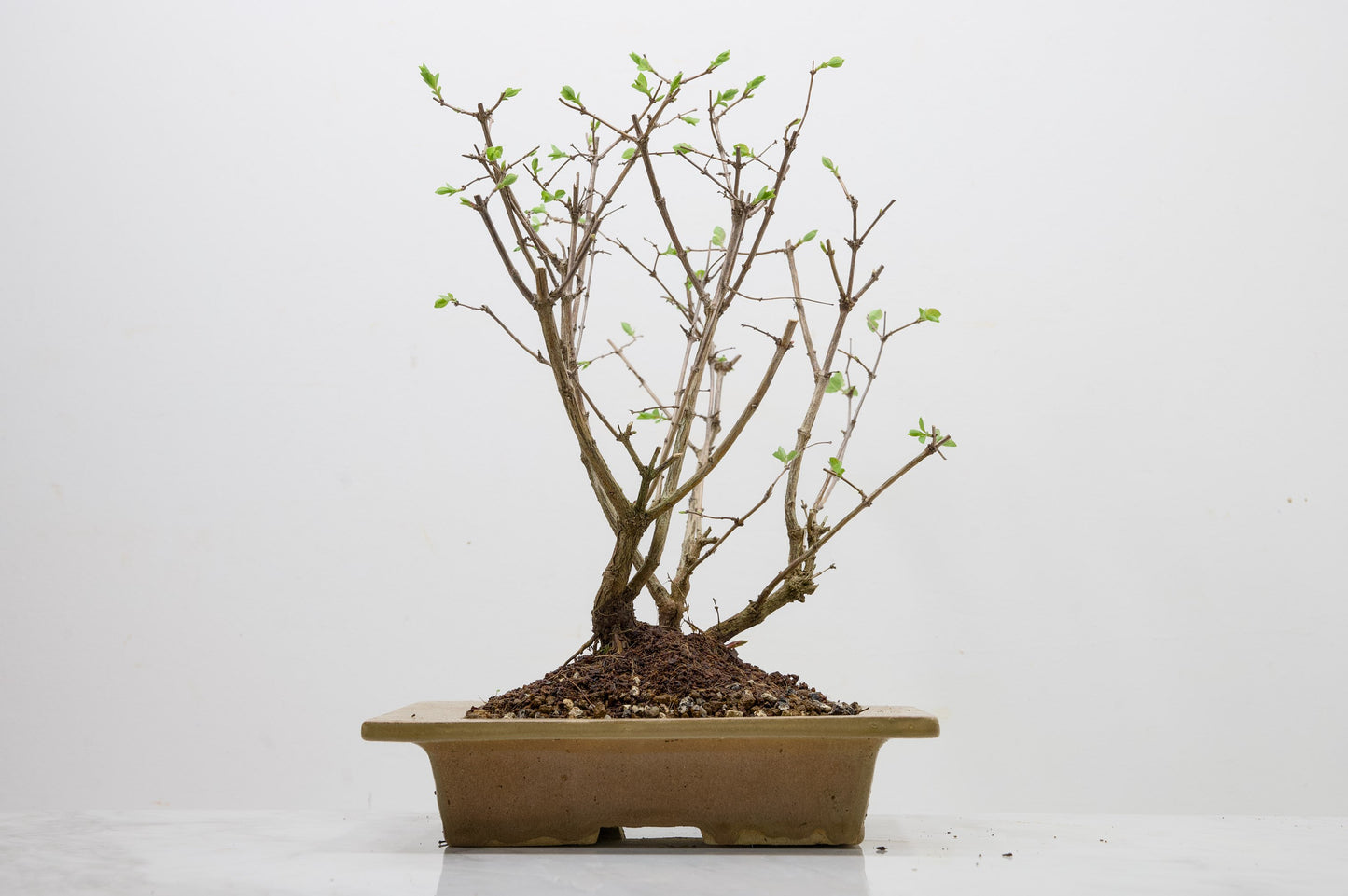 Snow berry - symphoricarpos Bonsai Tree