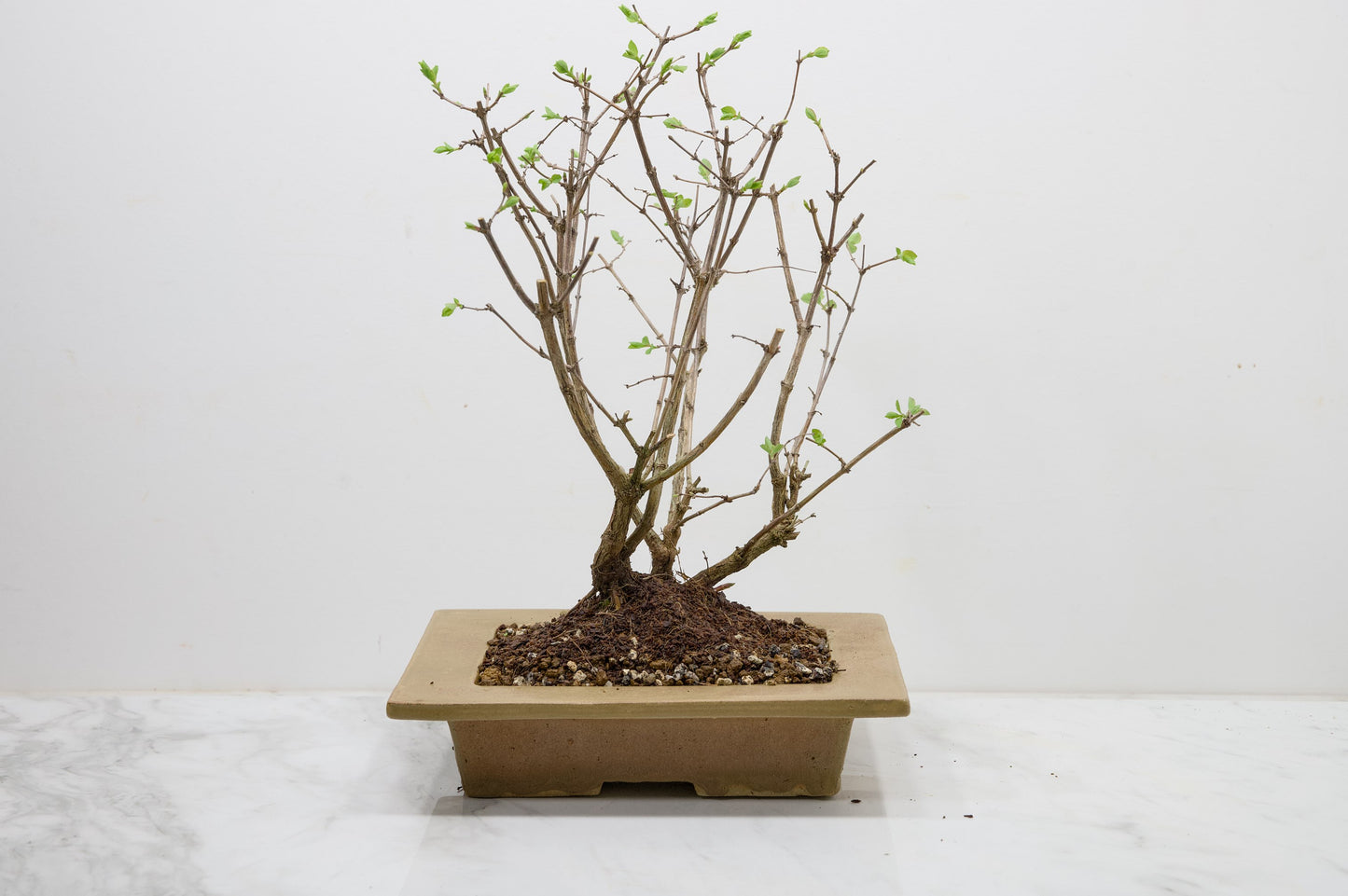 Snow berry - symphoricarpos Bonsai Tree