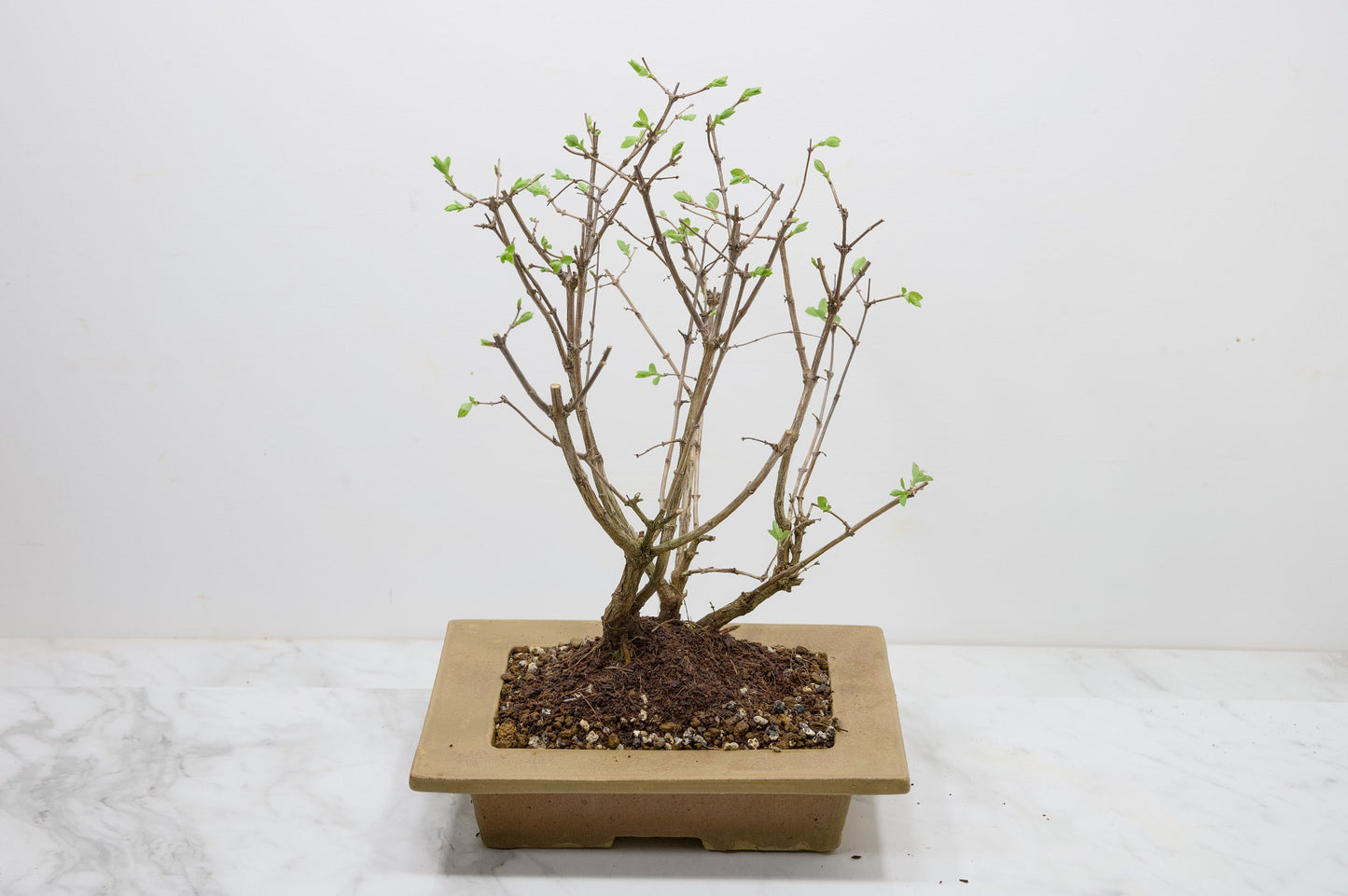 Snow berry - symphoricarpos Bonsai Tree