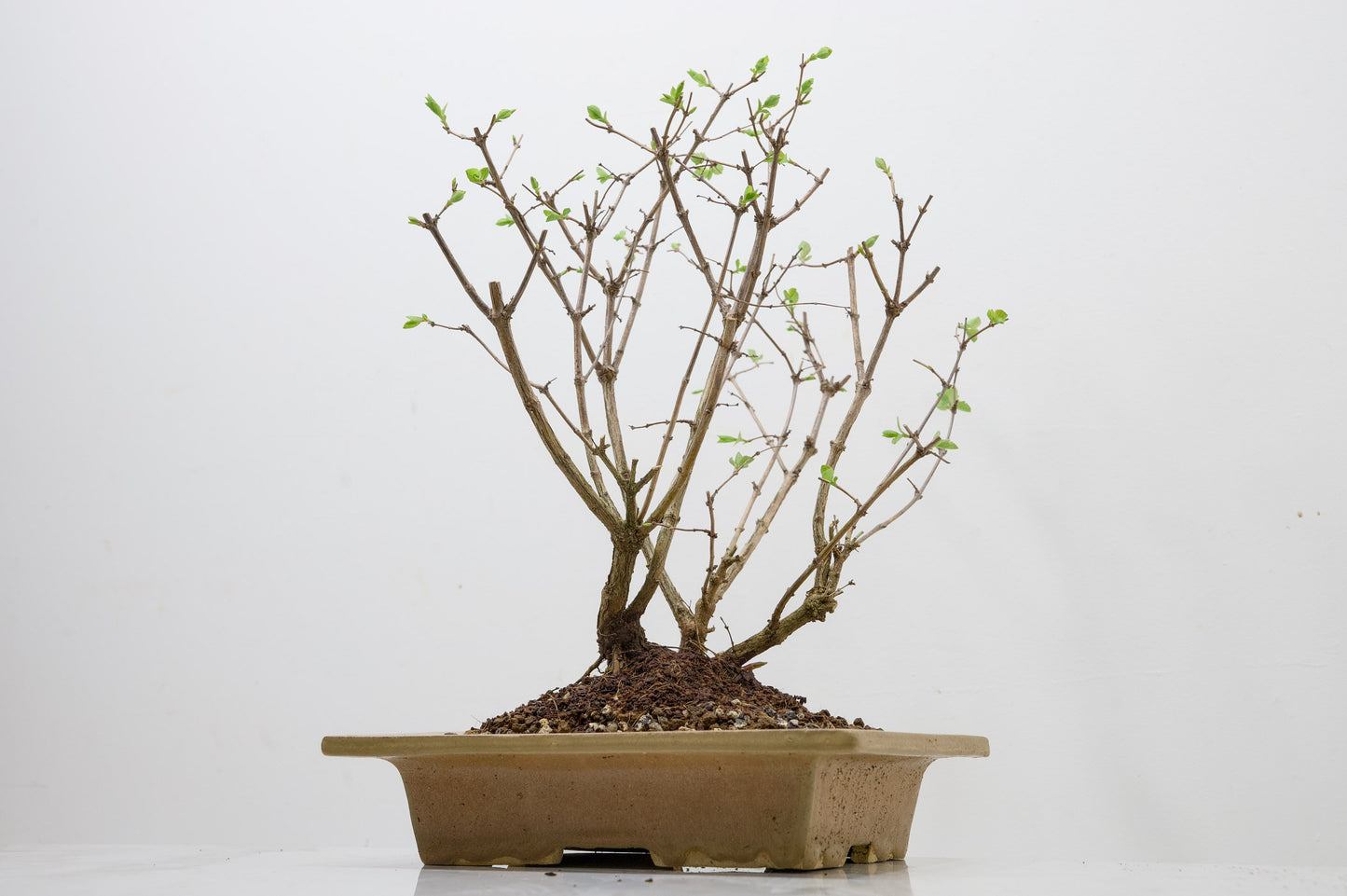 Snow berry - symphoricarpos Bonsai Tree