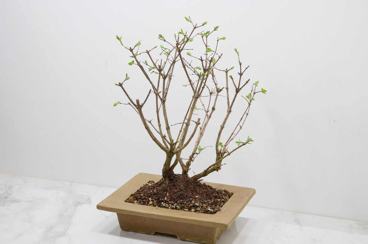 Snow berry - symphoricarpos Bonsai Tree