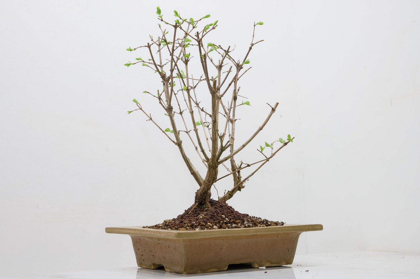 Snow berry - symphoricarpos Bonsai Tree