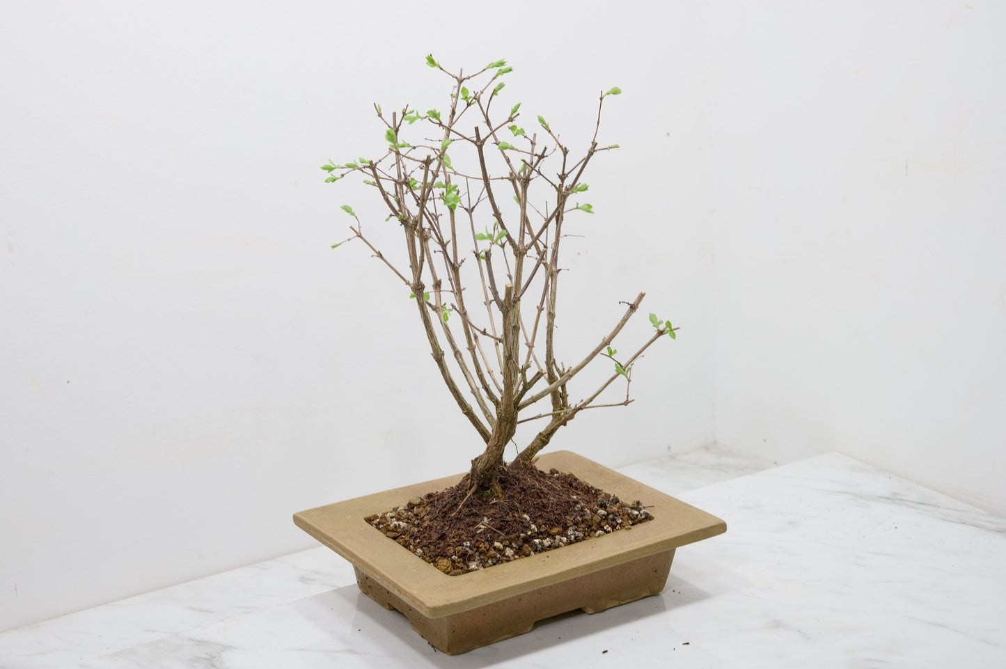Snow berry - symphoricarpos Bonsai Tree