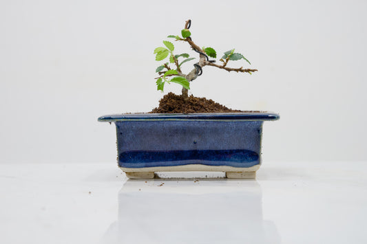 Chinese Elm 'MAME' Bonsai in 11 cm Dark Blue Ceramic Pot + Care Kit