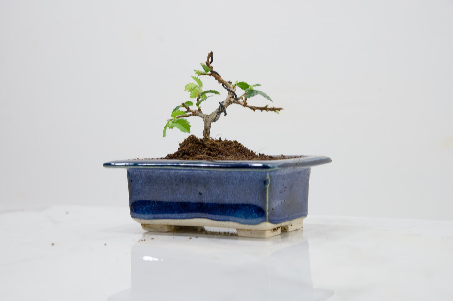Chinese Elm 'MAME' Bonsai in 11 cm Dark Blue Ceramic Pot + Care Kit