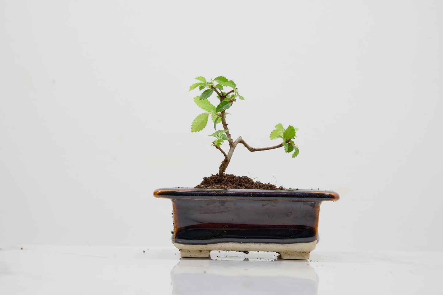 Chinese Elm 'MAME' Bonsai in 11 cm Dark Brown Ceramic Pot + Care Kit