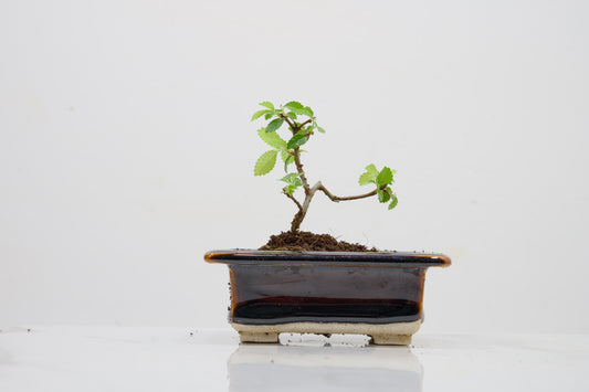 Chinese Elm 'MAME' Bonsai in 11 cm Dark Brown Ceramic Pot + Care Kit
