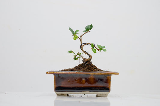 Chinese Elm 'MAME' Bonsai in 11 cm Dark Brown Ceramic Pot + Care Kit