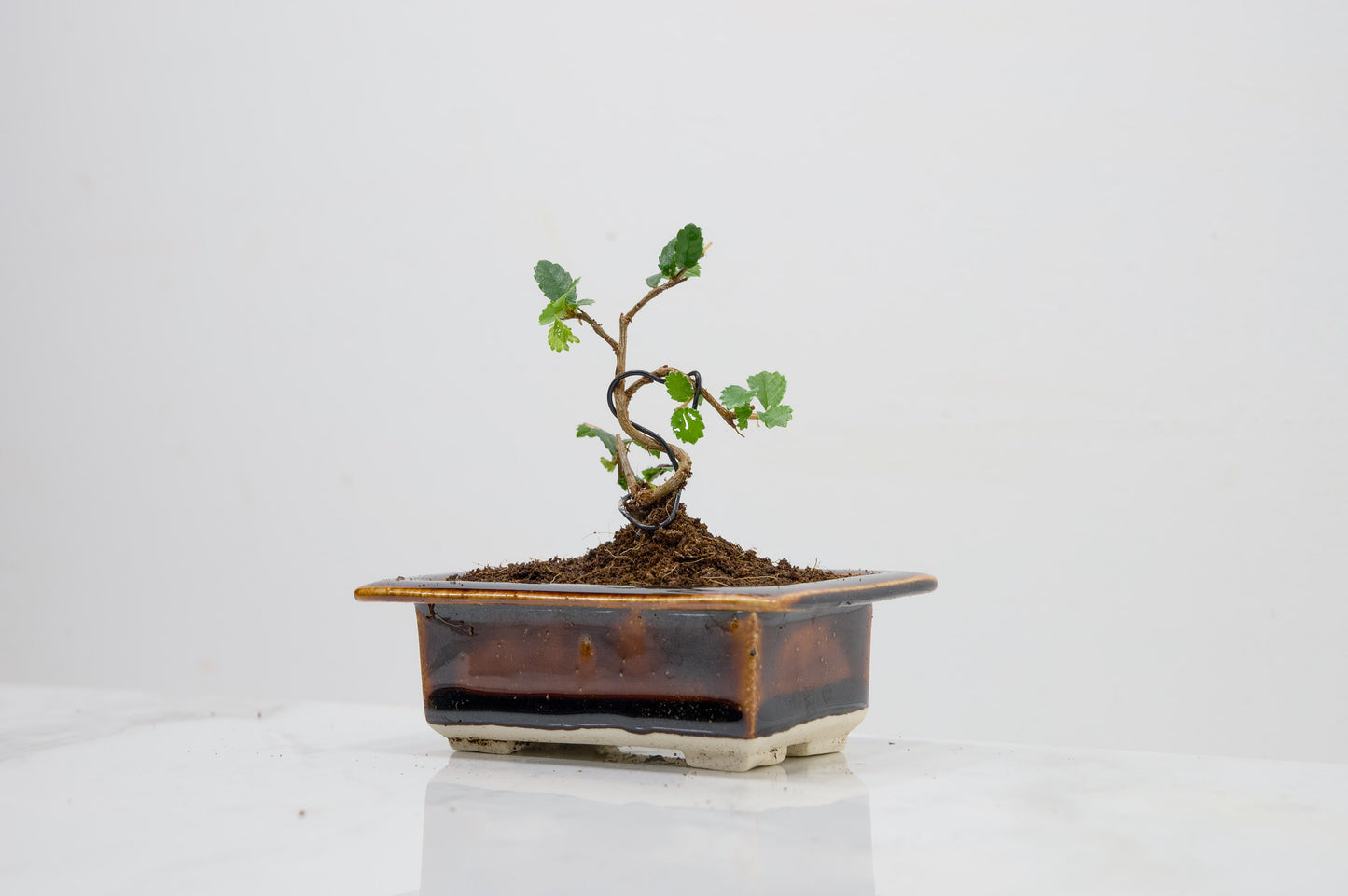 Chinese Elm 'MAME' Bonsai in 11 cm Dark Brown Ceramic Pot + Care Kit
