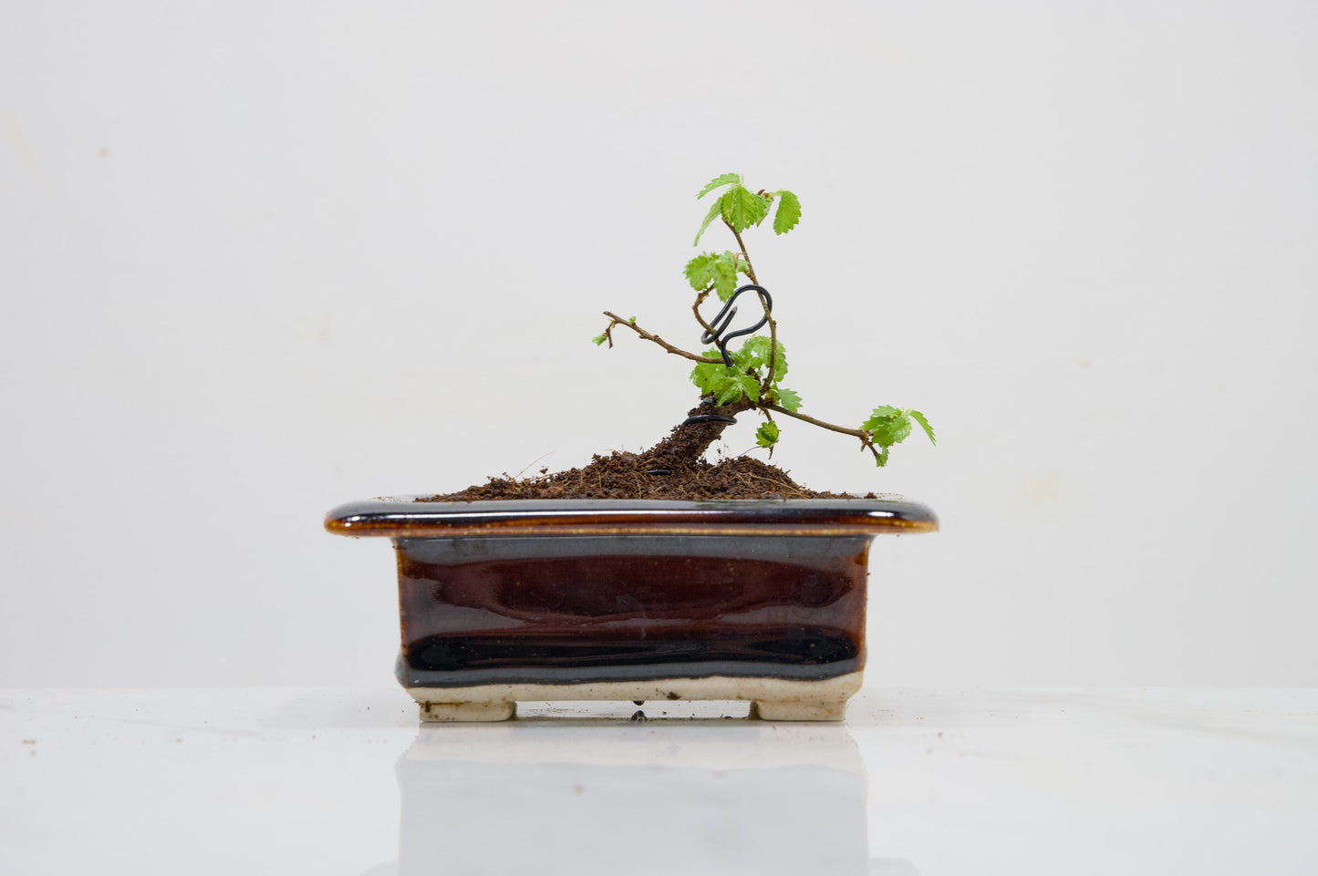 Chinese Elm 'MAME' Bonsai in 11 cm Dark Brown Ceramic Pot + Care Kit