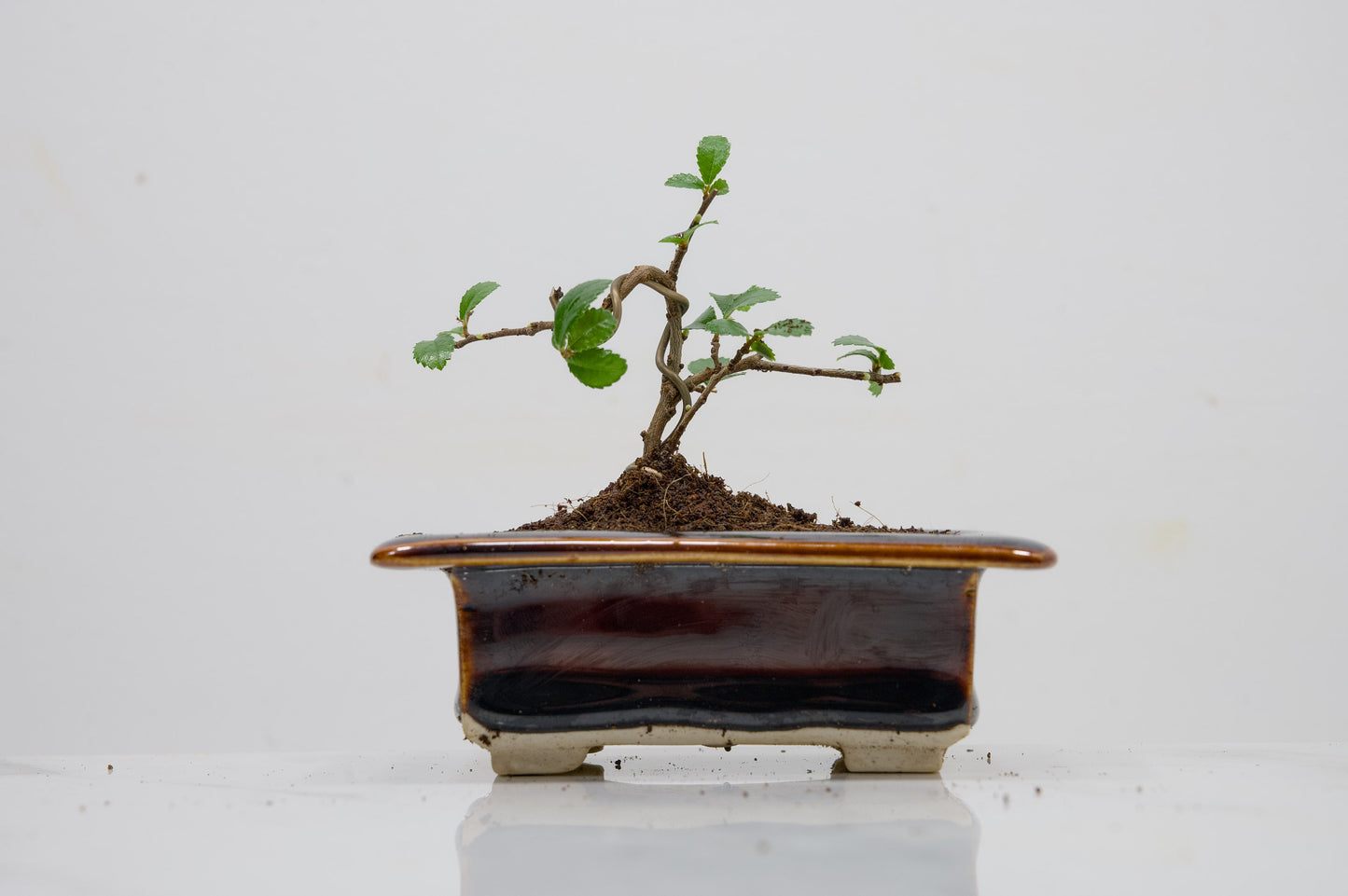 Chinese Elm 'MAME' Bonsai in 11 cm Dark Brown Ceramic Pot + Care Kit