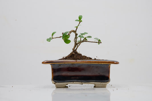 Chinese Elm 'MAME' Bonsai in 11 cm Dark Brown Ceramic Pot + Care Kit