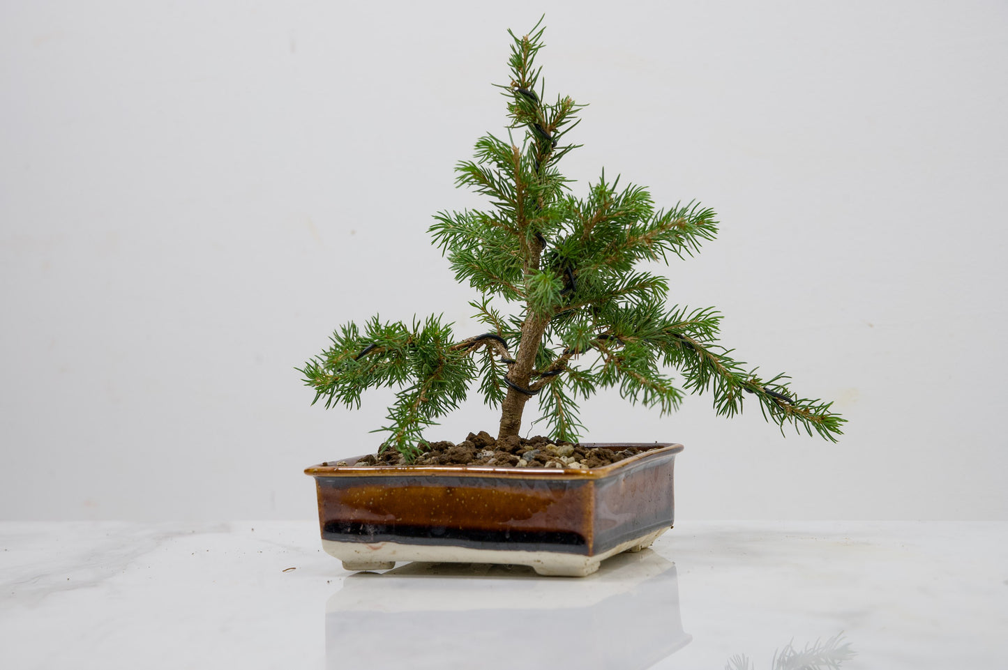 Spruce- Starter Bonsai  Signature Bundle