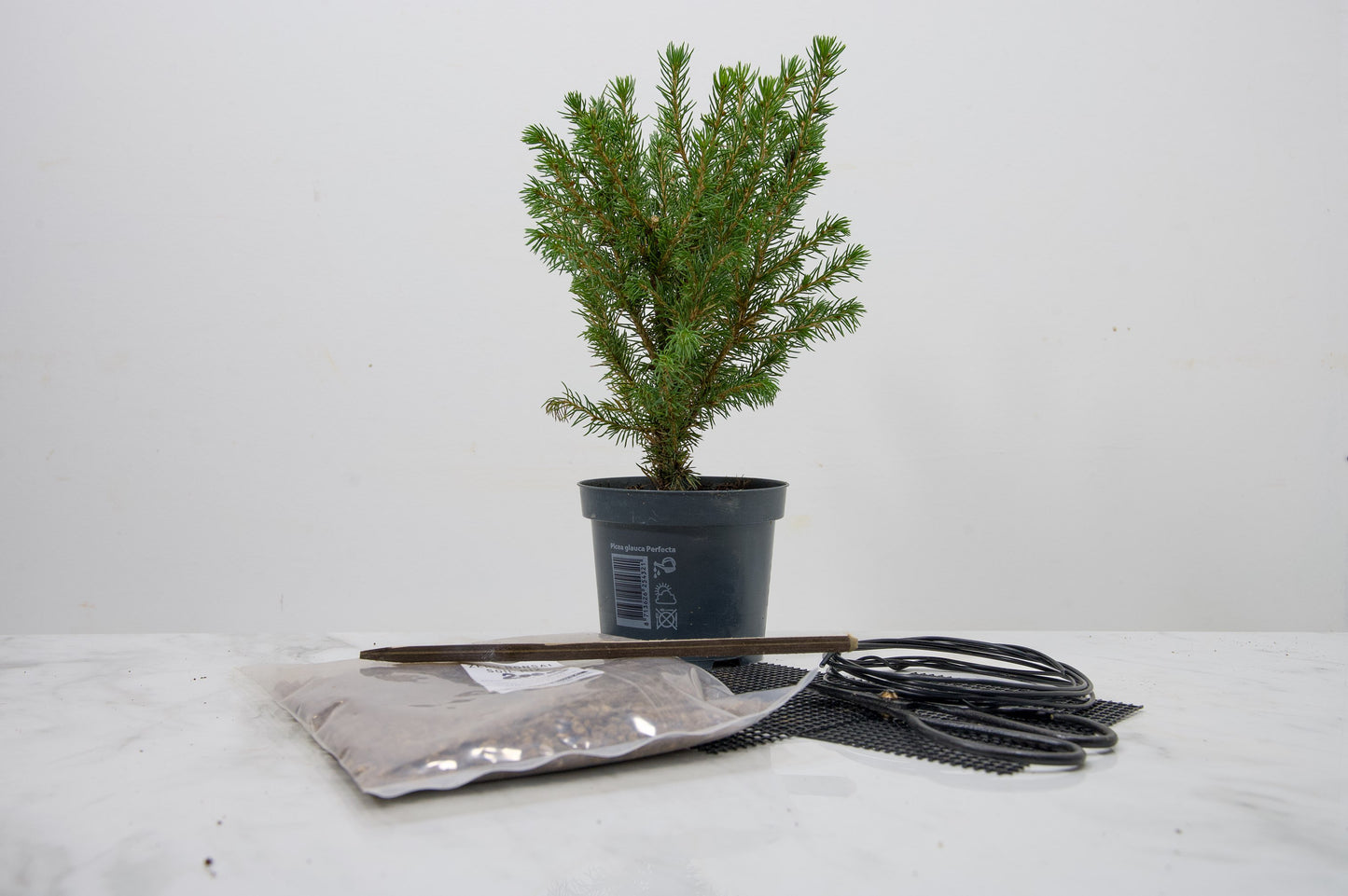 Spruce- Starter Bonsai  Signature Bundle