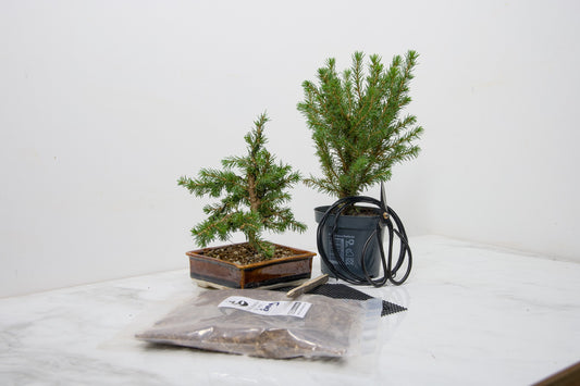 Spruce- Starter Bonsai  Signature Bundle