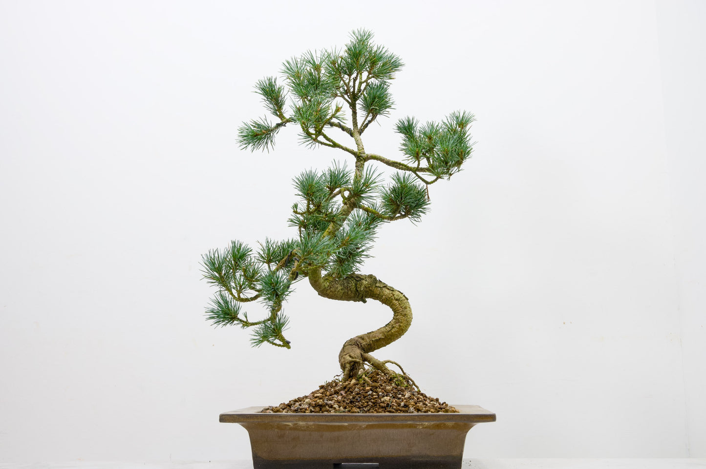 Japanese White Pine Bonsai
