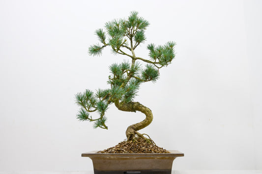 Japanese White Pine Bonsai