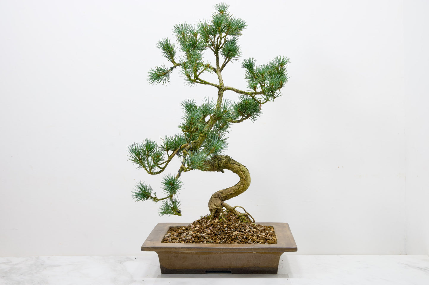 Japanese White Pine Bonsai