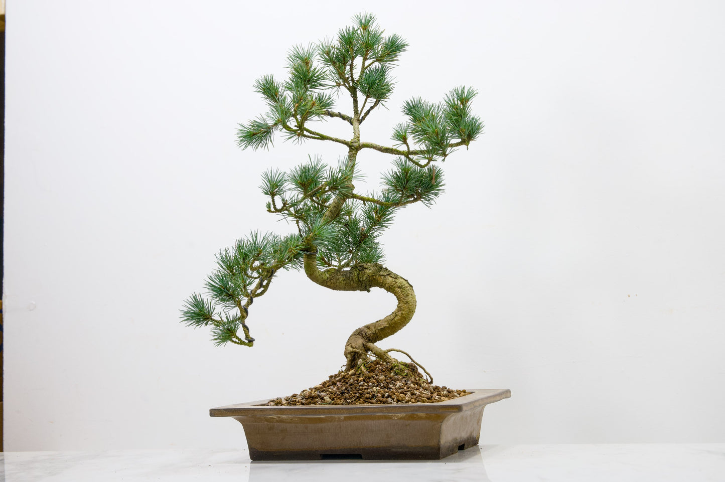 Japanese White Pine Bonsai