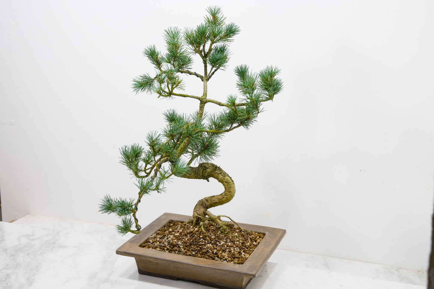 Japanese White Pine Bonsai