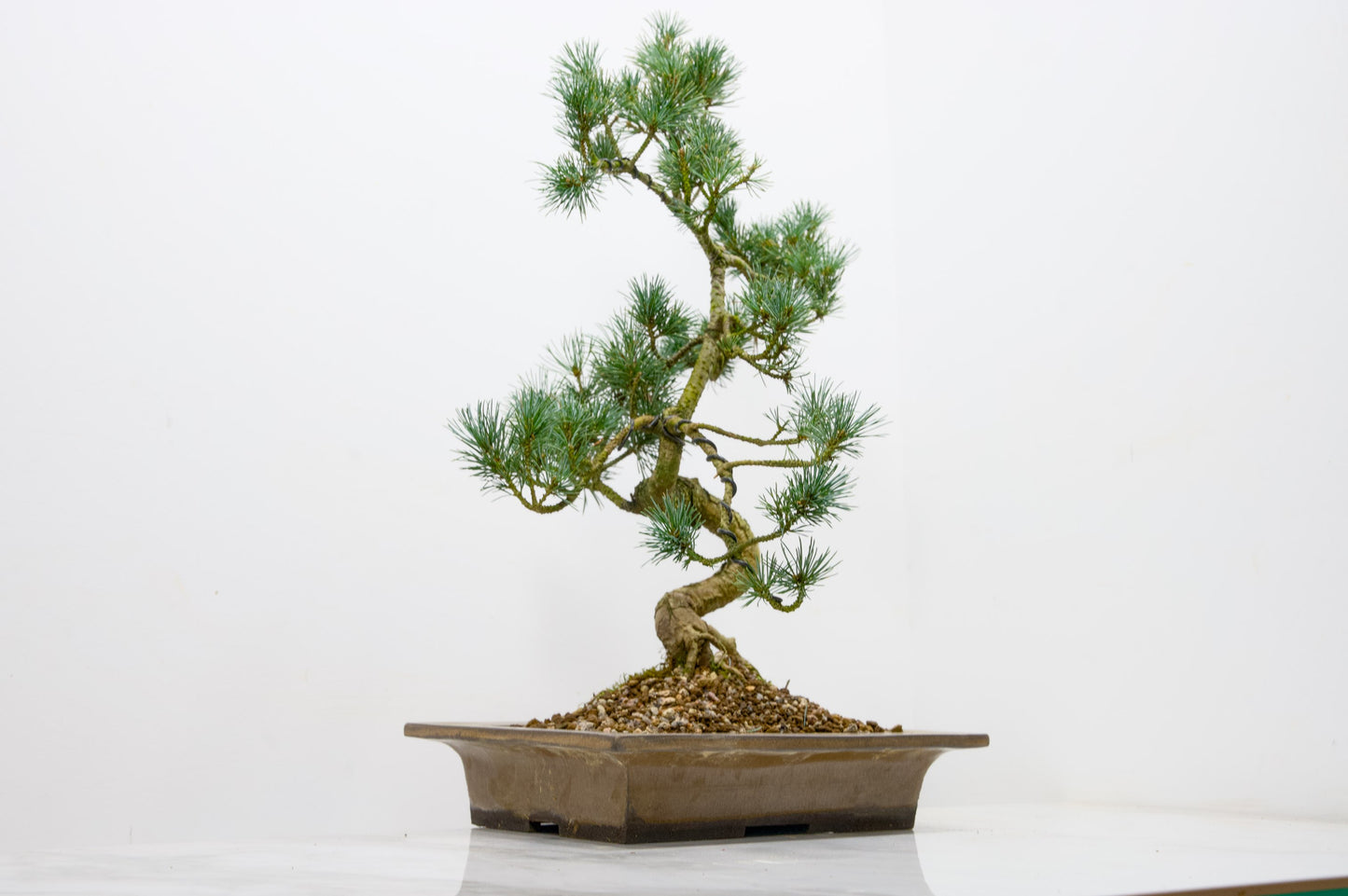 Japanese White Pine Bonsai