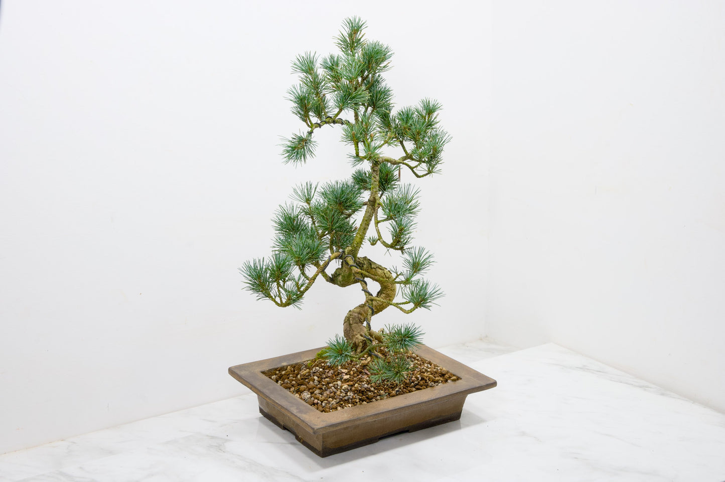Japanese White Pine Bonsai