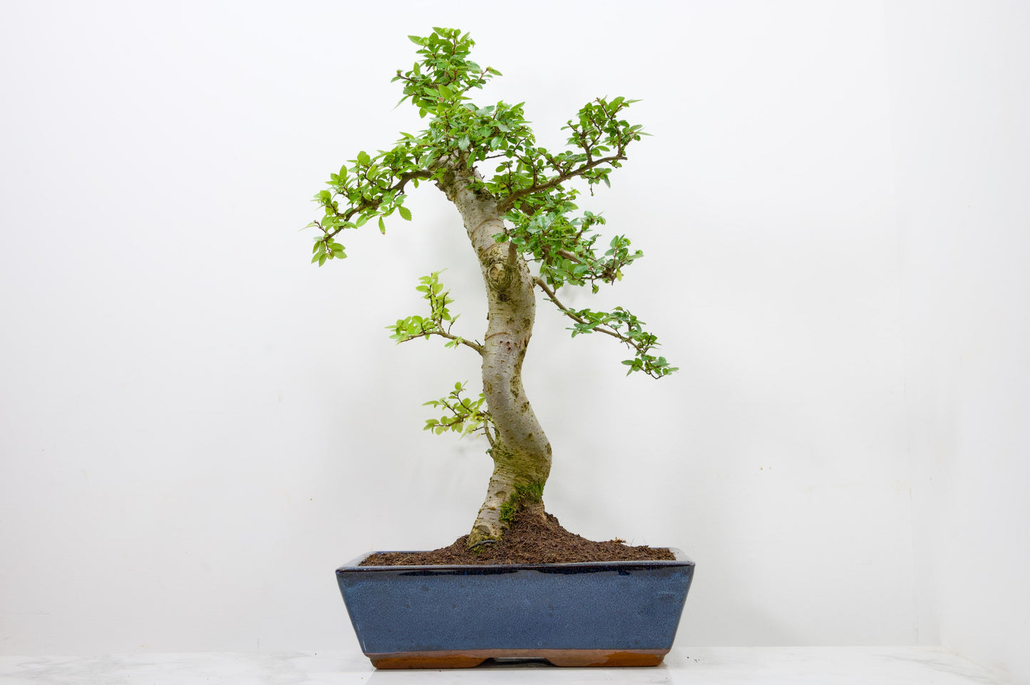 Chinese Elm Bonsai and Care Kit in 30cm Navy Blue Ceramic Pot