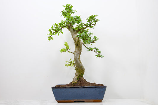 Chinese Elm Bonsai and Care Kit in 30cm Navy Blue Ceramic Pot