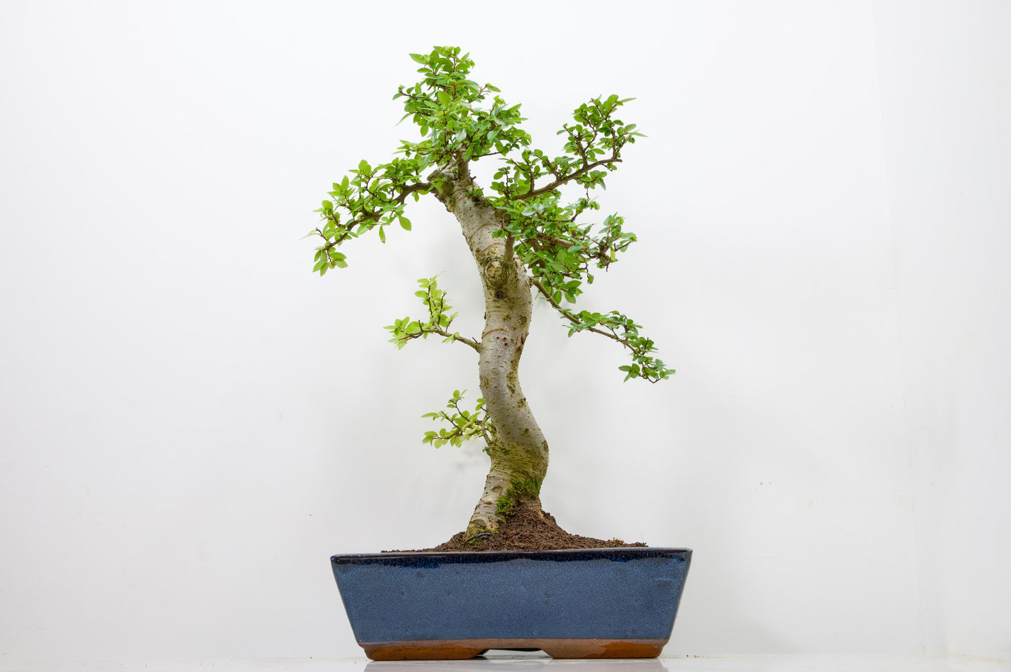 Chinese Elm Bonsai and Care Kit in 30cm Navy Blue Ceramic Pot