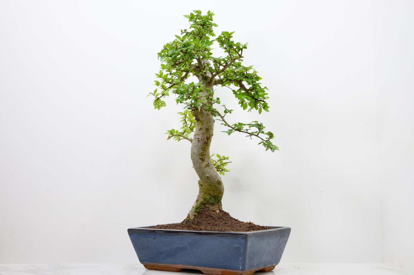 Chinese Elm Bonsai and Care Kit in 30cm Navy Blue Ceramic Pot