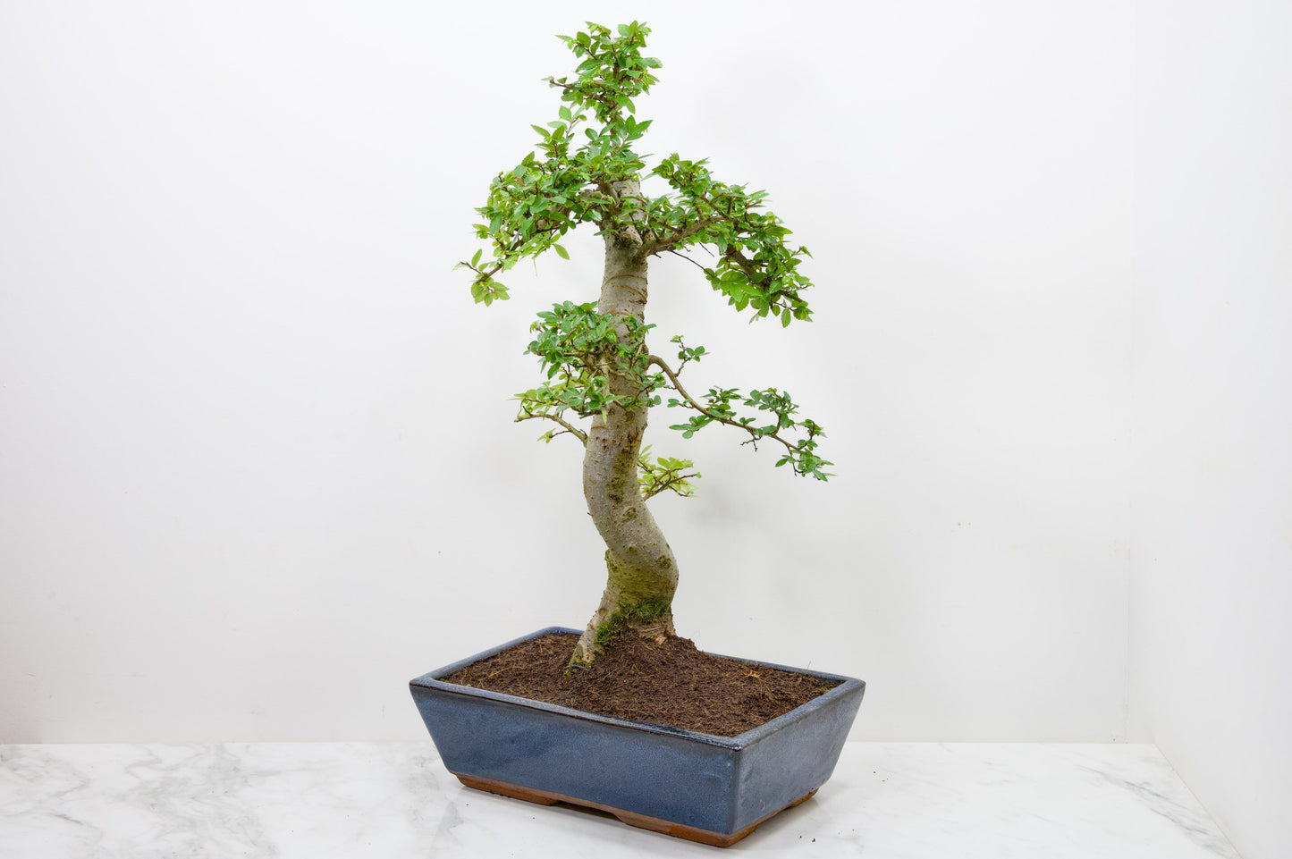 Chinese Elm Bonsai and Care Kit in 30cm Navy Blue Ceramic Pot