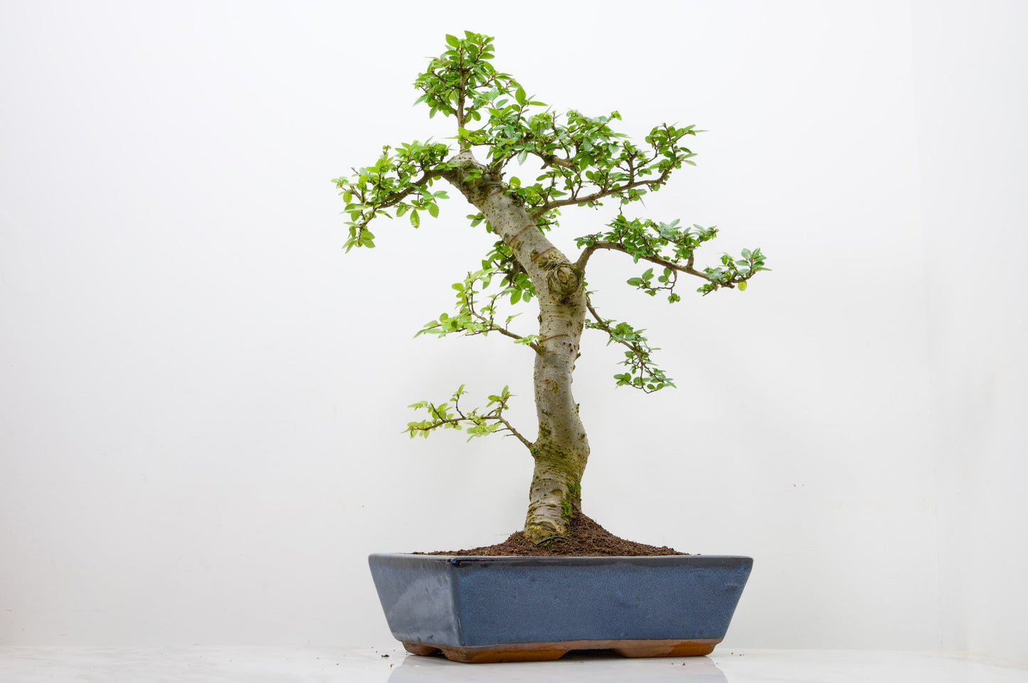 Chinese Elm Bonsai and Care Kit in 30cm Navy Blue Ceramic Pot
