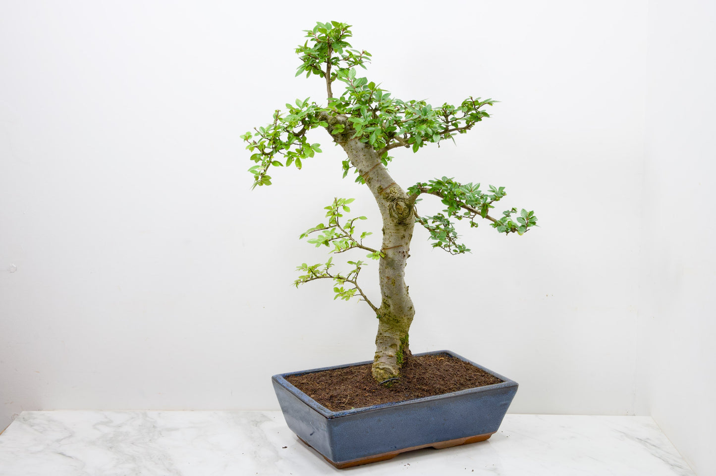 Chinese Elm Bonsai and Care Kit in 30cm Navy Blue Ceramic Pot