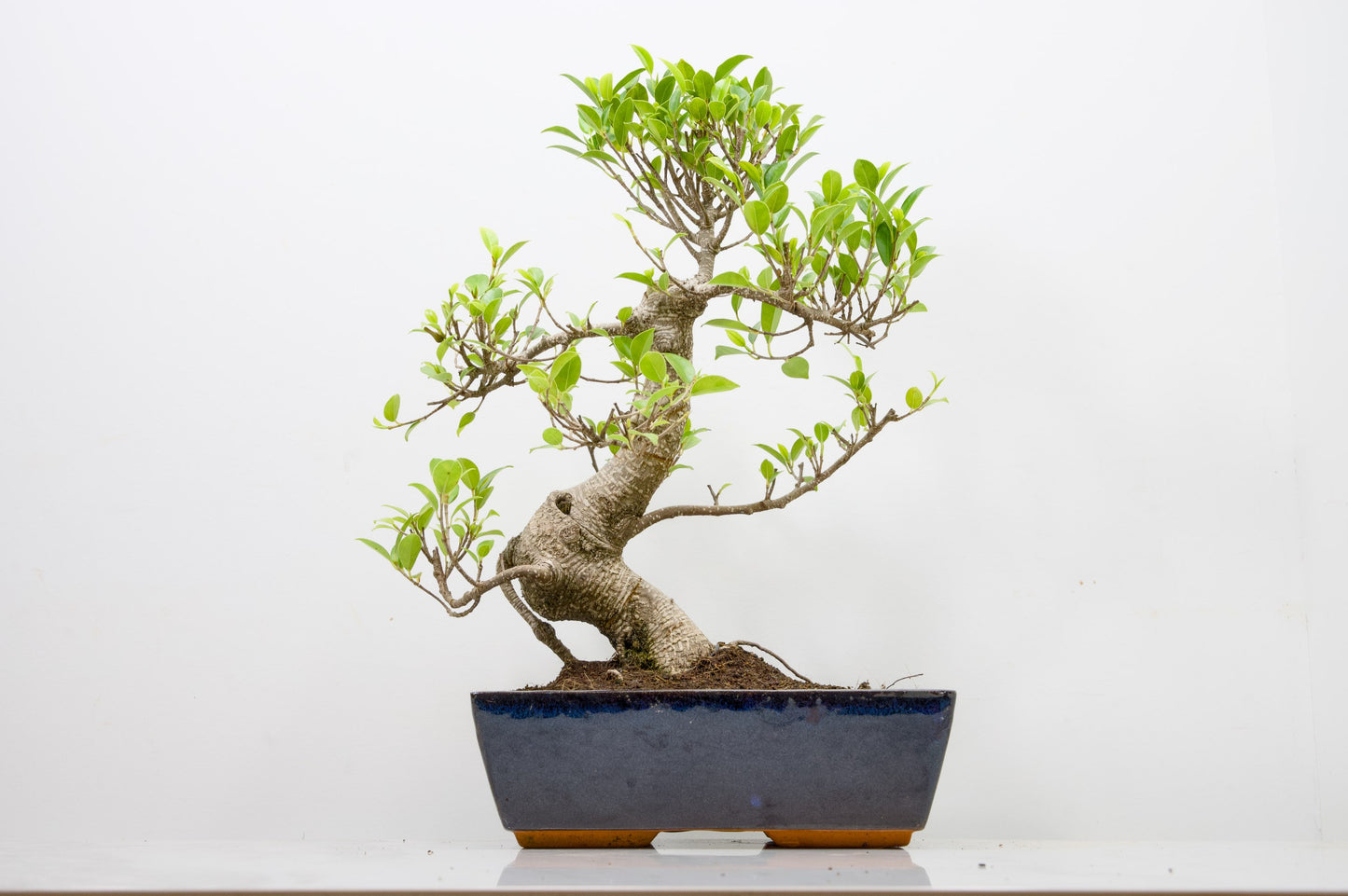 Banyan Fig Bonsai - 25cm Blue Pot  + Care Kit