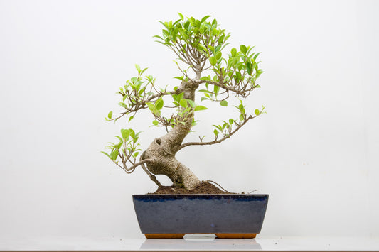 Banyan Fig Bonsai - 25cm Blue Pot  + Care Kit