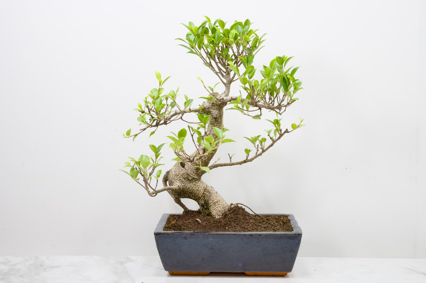 Banyan Fig Bonsai - 25cm Blue Pot  + Care Kit