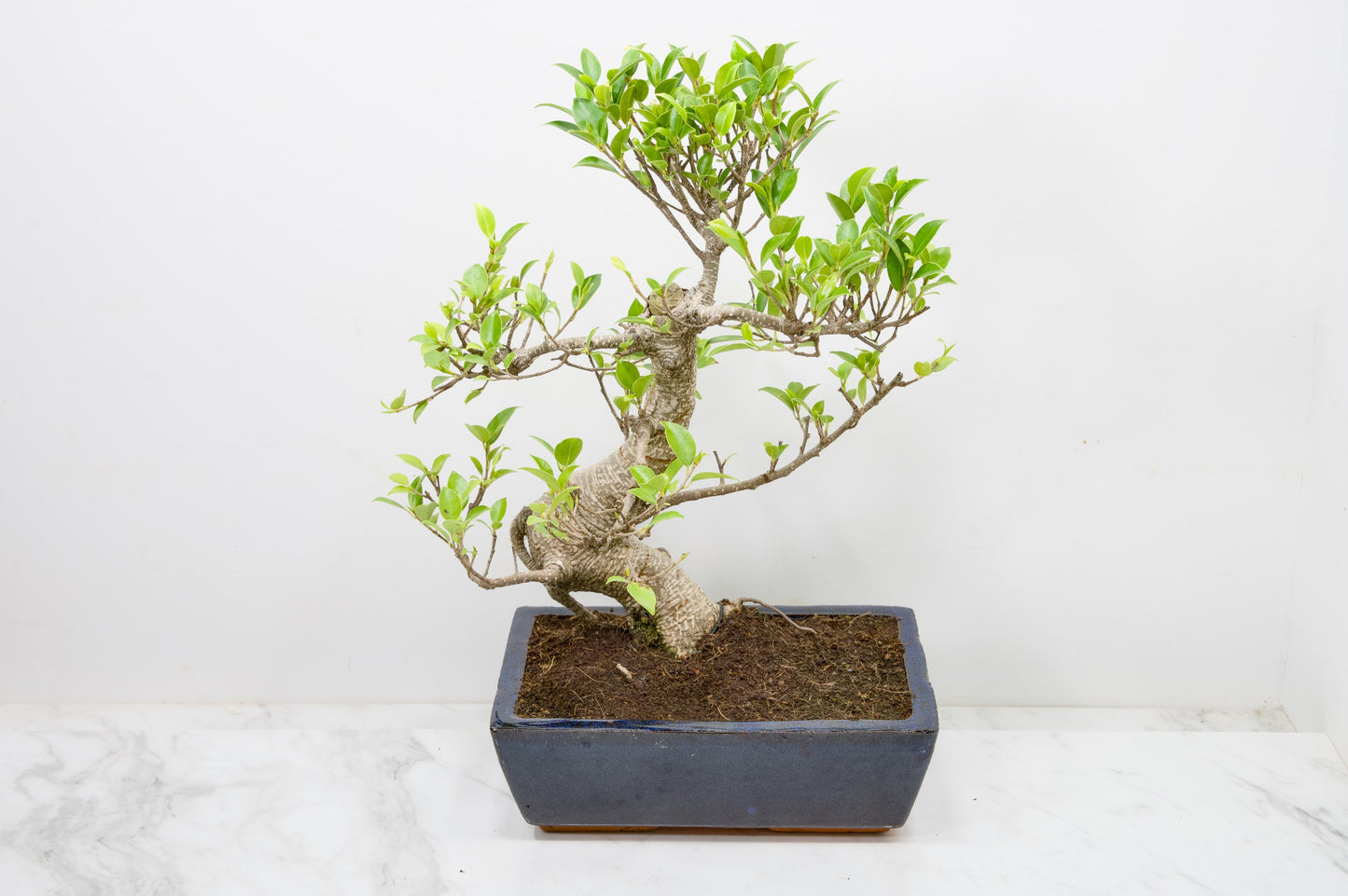 Banyan Fig Bonsai - 25cm Blue Pot  + Care Kit