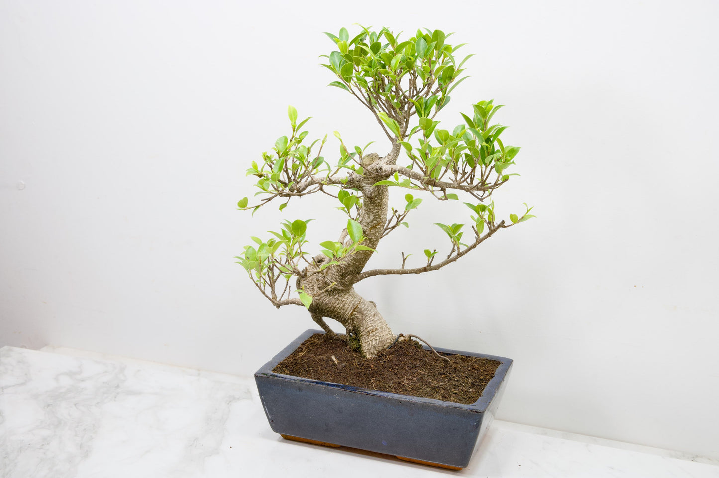Banyan Fig Bonsai - 25cm Blue Pot  + Care Kit