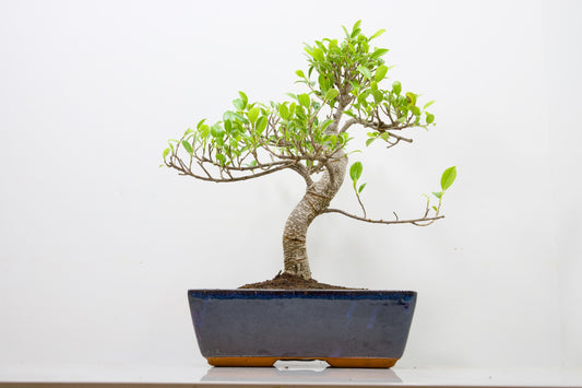 Banyan Fig Bonsai - 25cm Blue Pot  + Care Kit