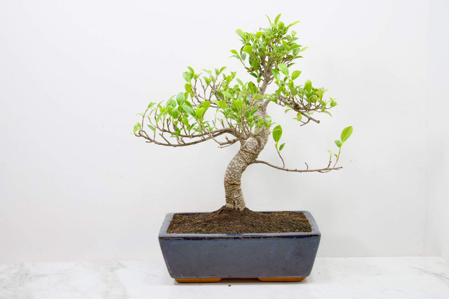 Banyan Fig Bonsai - 25cm Blue Pot  + Care Kit