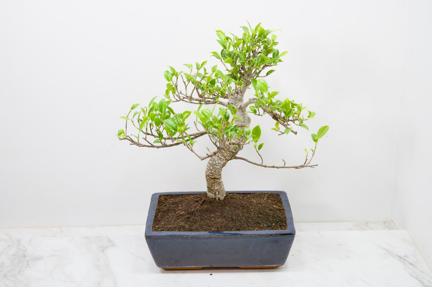Banyan Fig Bonsai - 25cm Blue Pot  + Care Kit