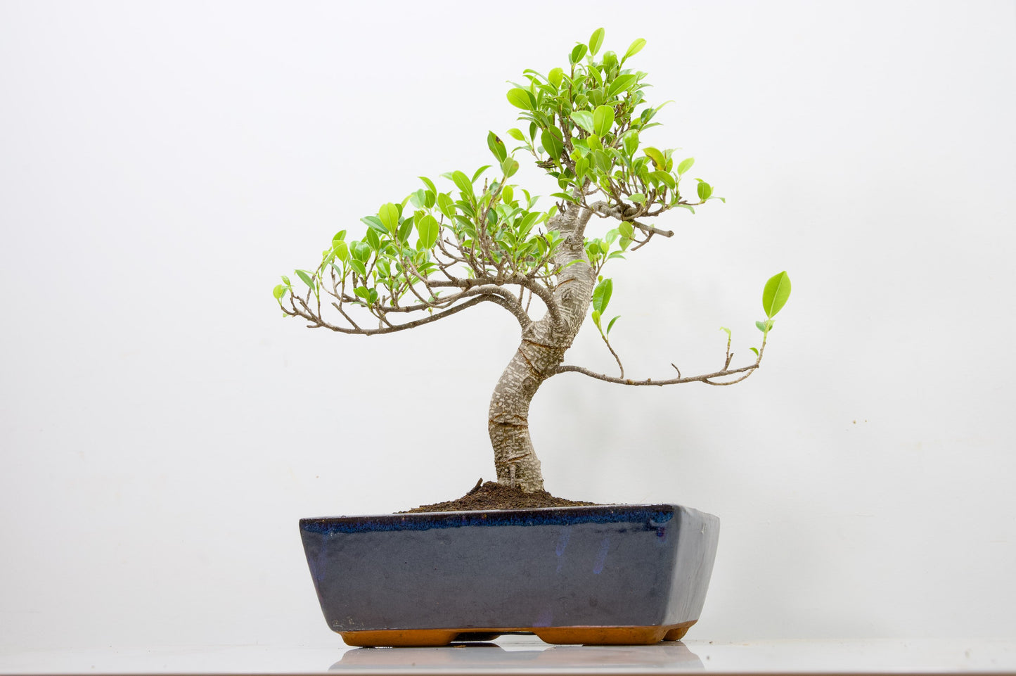 Banyan Fig Bonsai - 25cm Blue Pot  + Care Kit