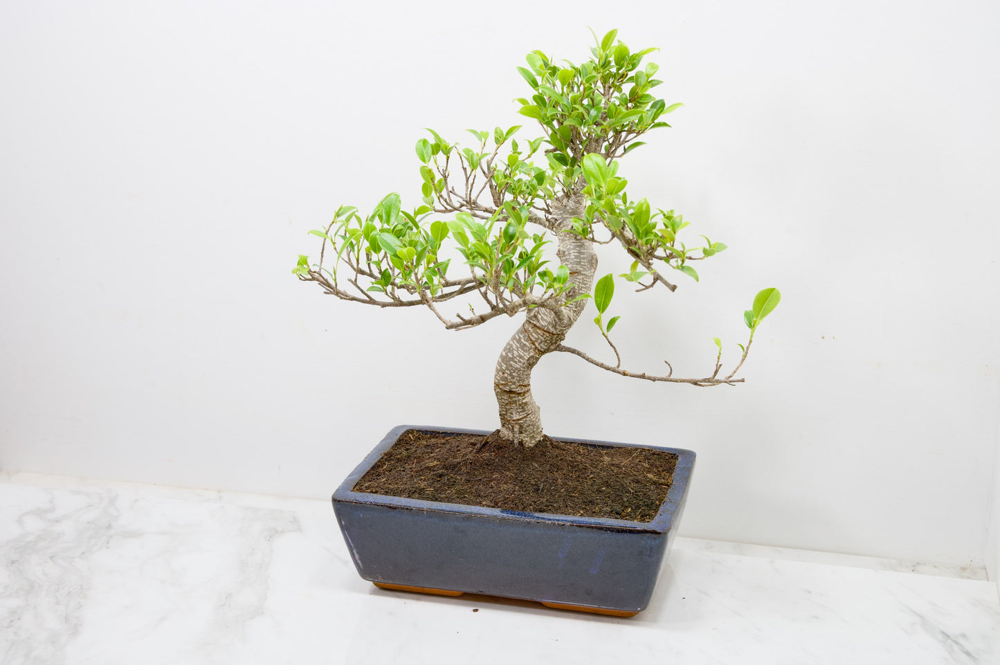 Banyan Fig Bonsai - 25cm Blue Pot  + Care Kit