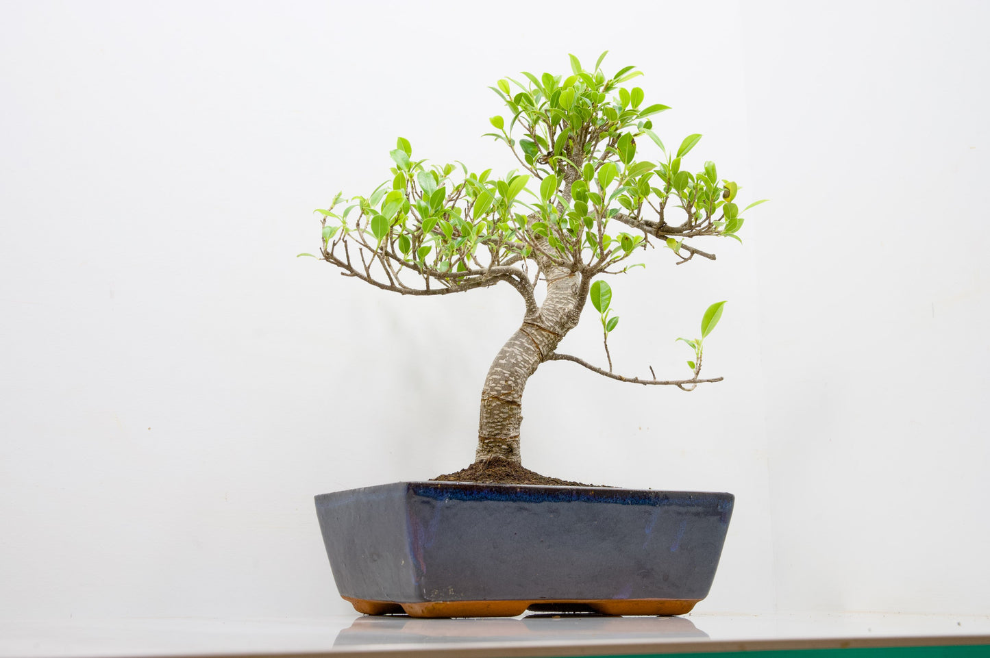 Banyan Fig Bonsai - 25cm Blue Pot  + Care Kit
