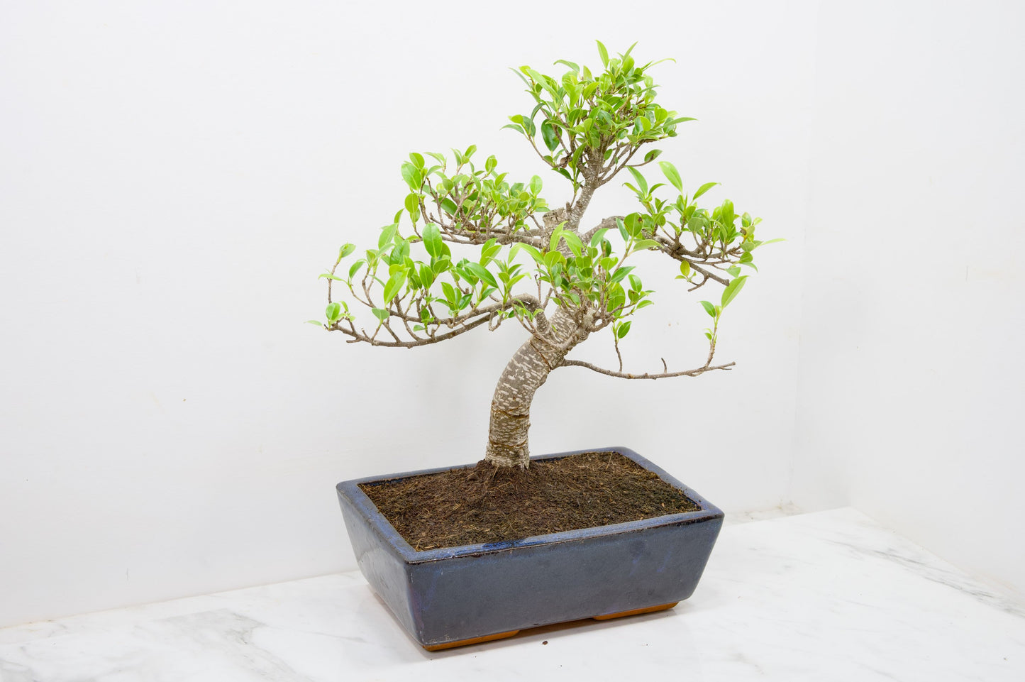Banyan Fig Bonsai - 25cm Blue Pot  + Care Kit