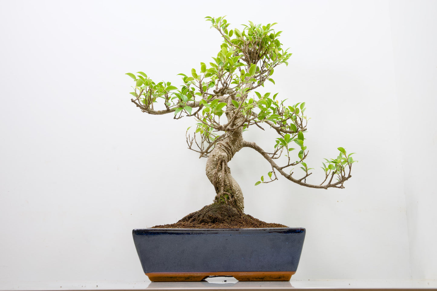 Banyan Fig Bonsai -30cm Blue Pot  + Care Kit